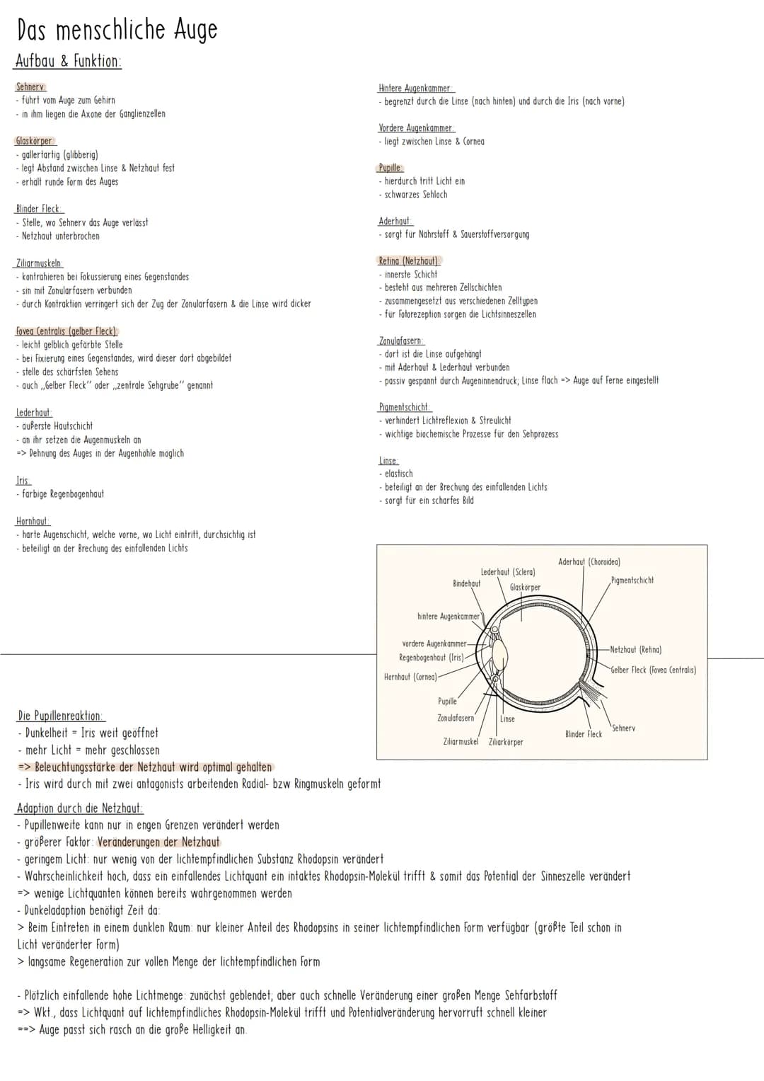 Reiz-Reaktionsschema
Reiz
Sinnesorgan
Nerv Zentrales Nervensystem Nerv
(Gehirn, Rückenmark)
Sensorisch/
afferent
Grundbauplan eines Neurons 