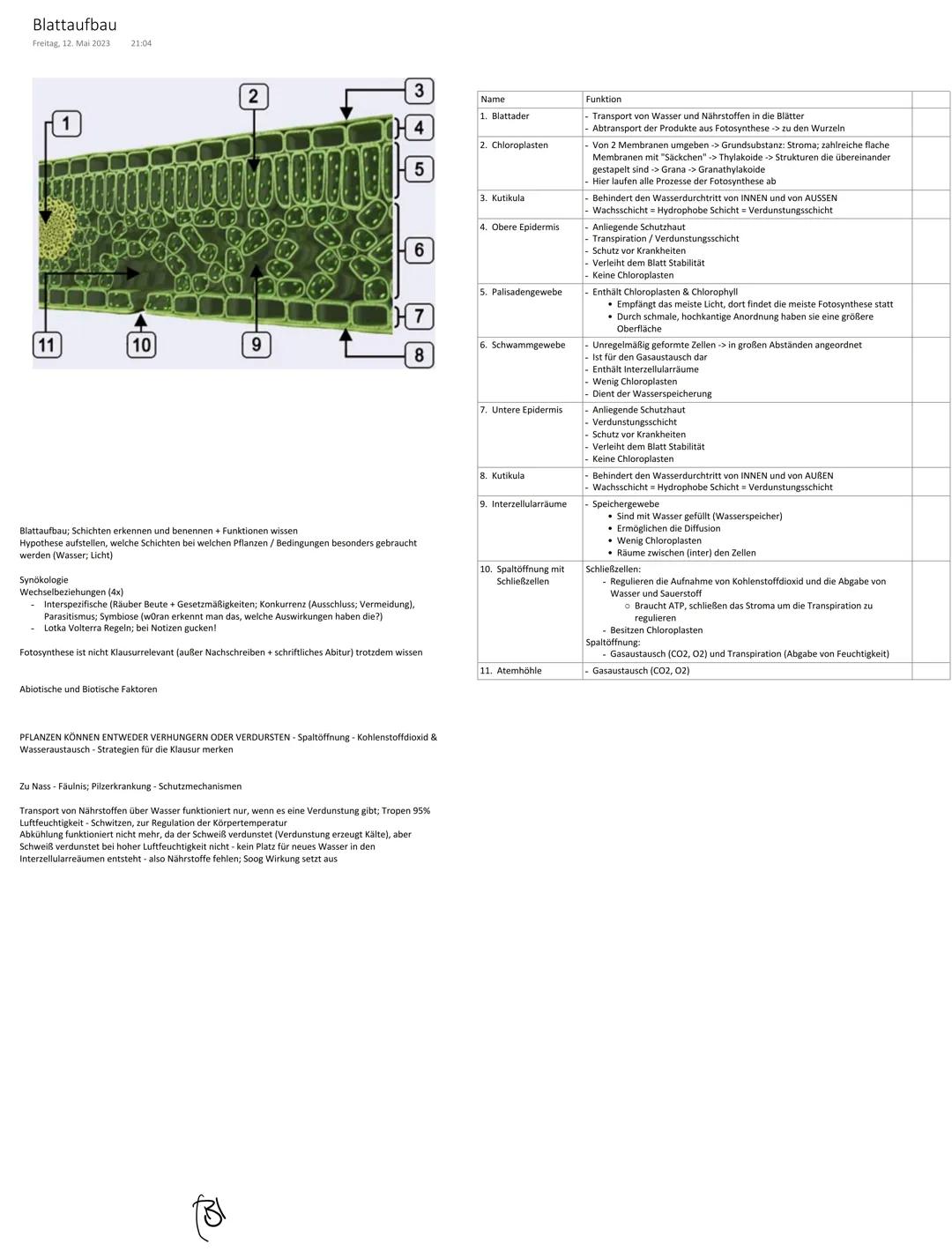 Blattaufbau
Freitag, 12. Mai 2023 21:04

1

2

3

4

Name

Funktion

1. Blattader

-Transport von Wasser und Nährstoffen in die Blätter
Abtr
