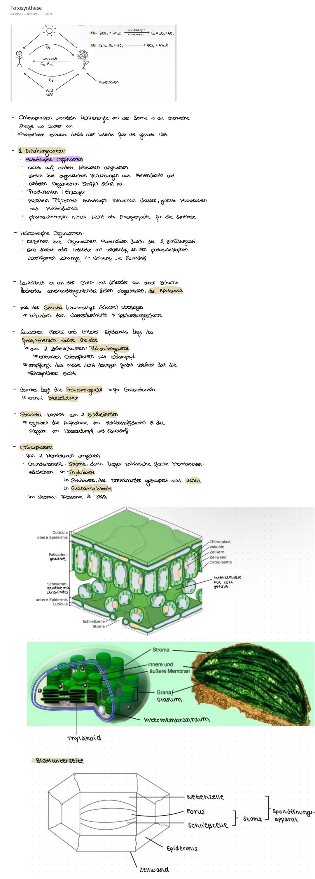 Blattaufbau
Freitag, 12. Mai 2023 21:04

1

2

3

4

Name

Funktion

1. Blattader

-Transport von Wasser und Nährstoffen in die Blätter
Abtr
