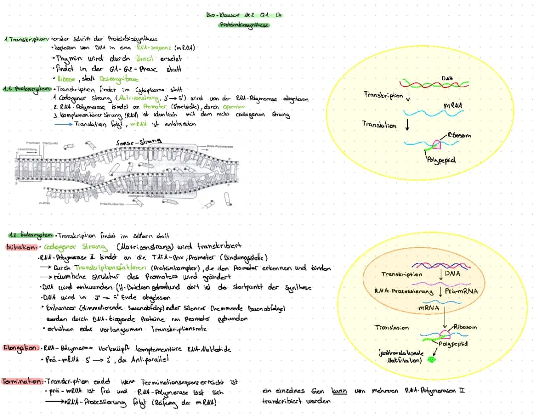 Proteinbiosynthese 
