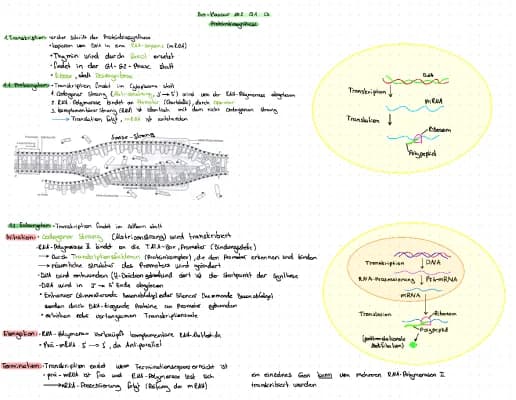 Know Proteinbiosynthese  thumbnail