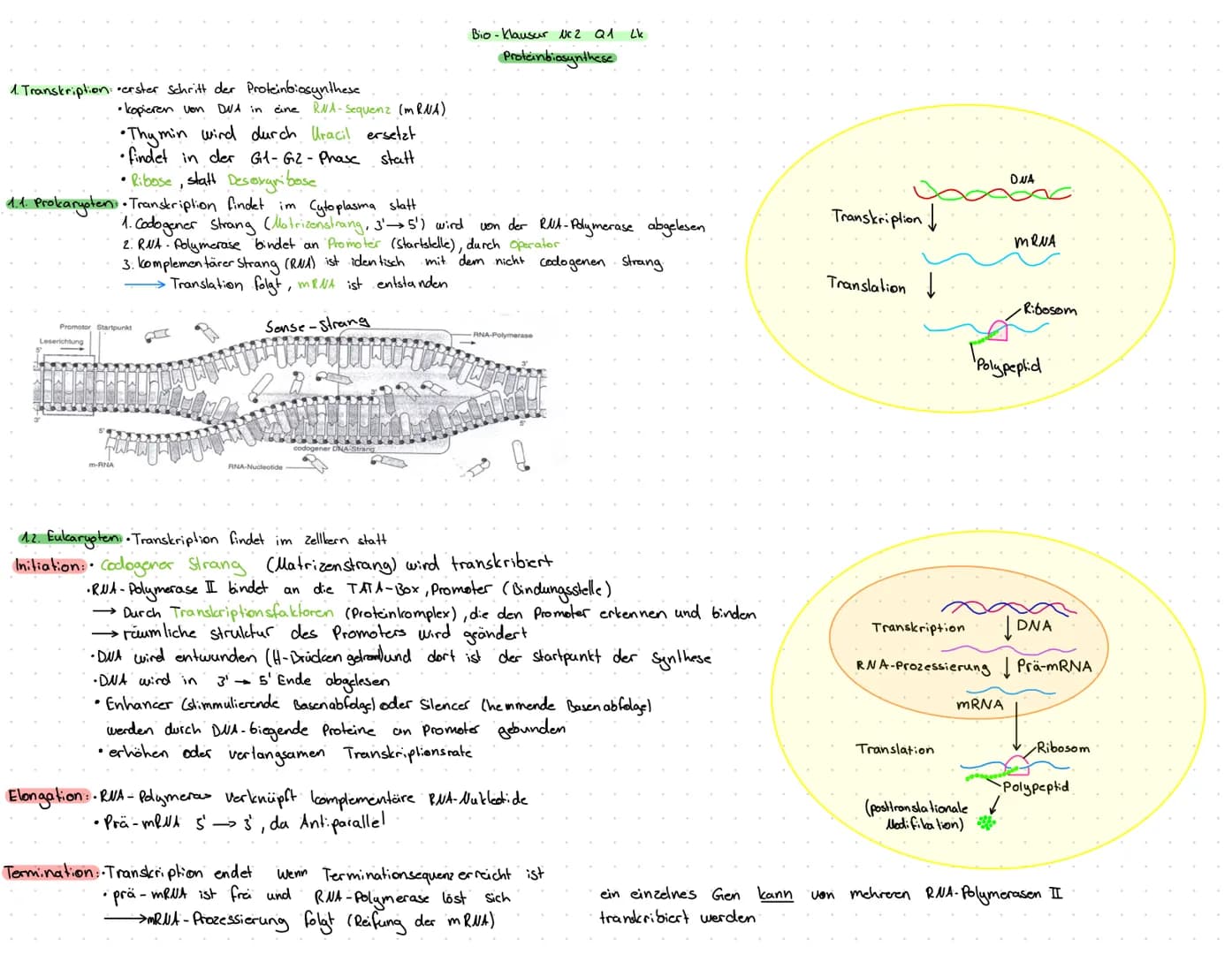 1. Transkription: erster Schritt der Proteinbiosynthese
1.1.
1. Prokaryoten..
• kopieren von DNA in eine RNA-Sequenz (mRNA)
•Thymin wird dur