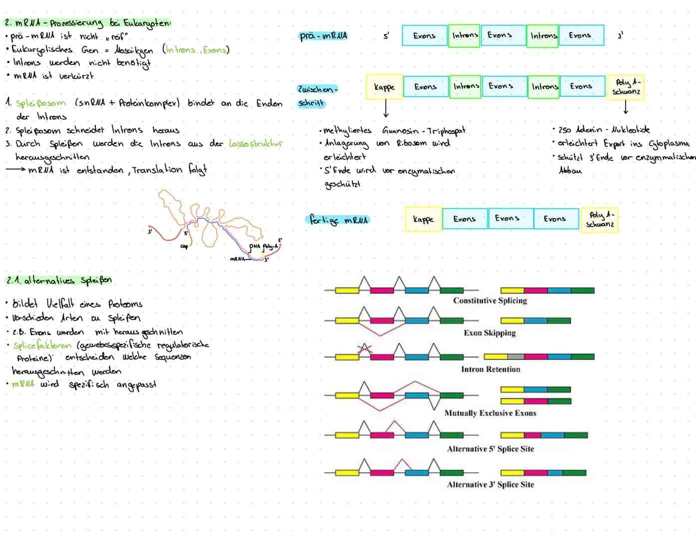 1. Transkription: erster Schritt der Proteinbiosynthese
1.1.
1. Prokaryoten..
• kopieren von DNA in eine RNA-Sequenz (mRNA)
•Thymin wird dur