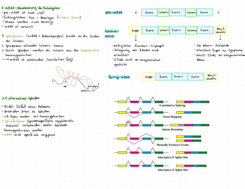 1. Transkription: erster Schritt der Proteinbiosynthese
1.1.
1. Prokaryoten..
• kopieren von DNA in eine RNA-Sequenz (mRNA)
•Thymin wird dur