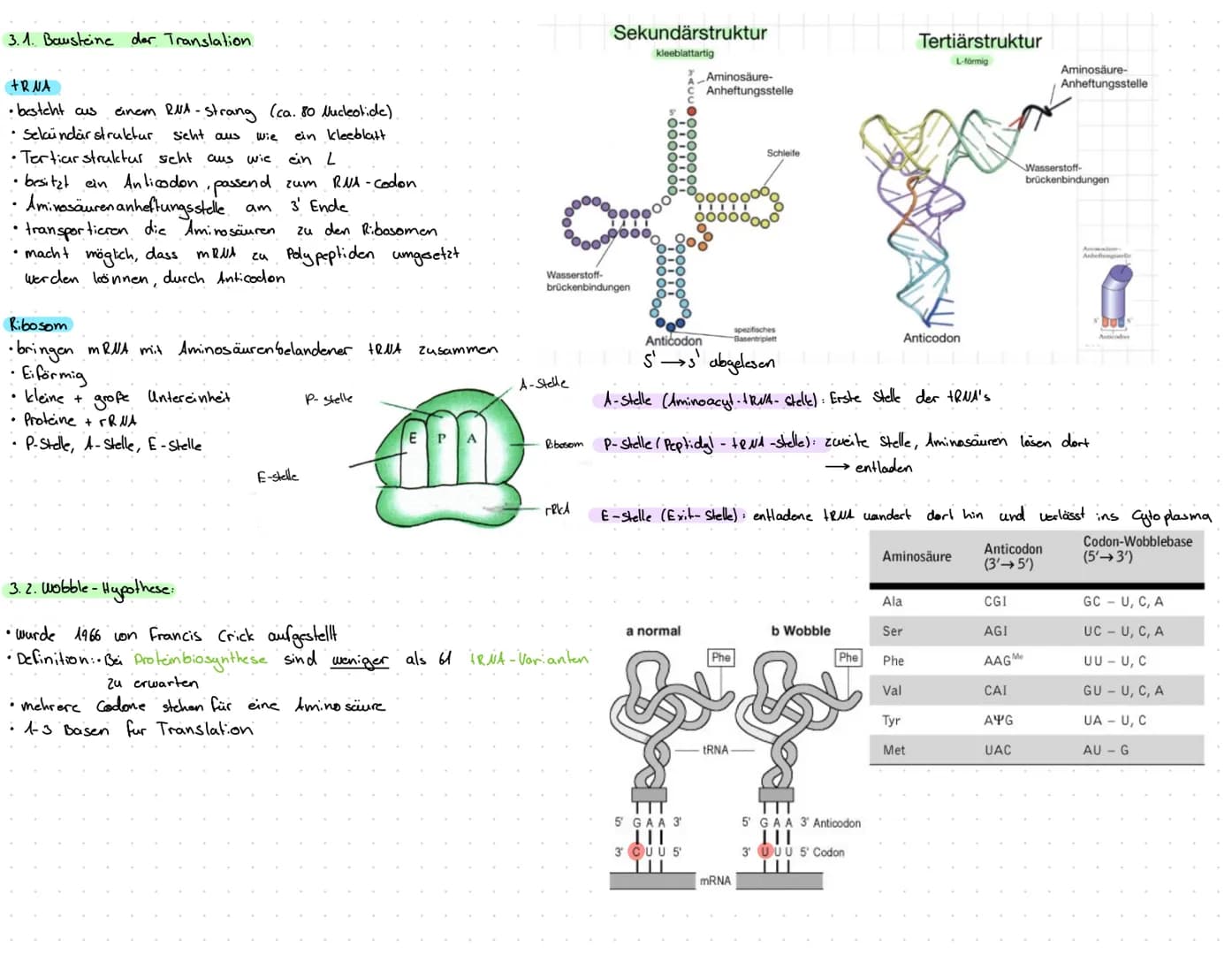 1. Transkription: erster Schritt der Proteinbiosynthese
1.1.
1. Prokaryoten..
• kopieren von DNA in eine RNA-Sequenz (mRNA)
•Thymin wird dur