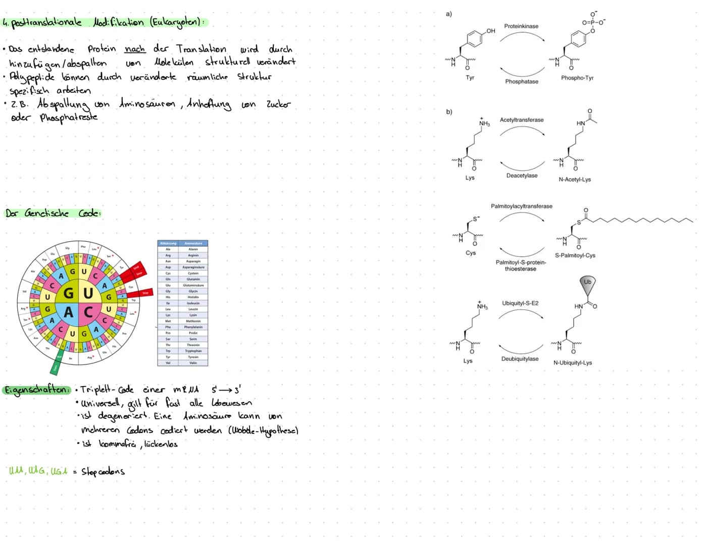 1. Transkription: erster Schritt der Proteinbiosynthese
1.1.
1. Prokaryoten..
• kopieren von DNA in eine RNA-Sequenz (mRNA)
•Thymin wird dur