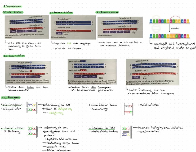 1. Transkription: erster Schritt der Proteinbiosynthese
1.1.
1. Prokaryoten..
• kopieren von DNA in eine RNA-Sequenz (mRNA)
•Thymin wird dur