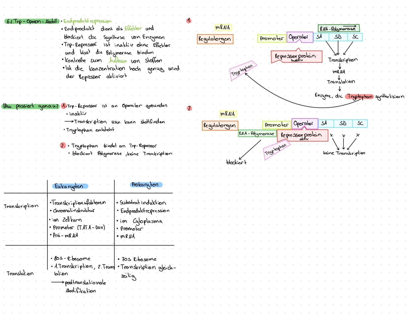 1. Transkription: erster Schritt der Proteinbiosynthese
1.1.
1. Prokaryoten..
• kopieren von DNA in eine RNA-Sequenz (mRNA)
•Thymin wird dur
