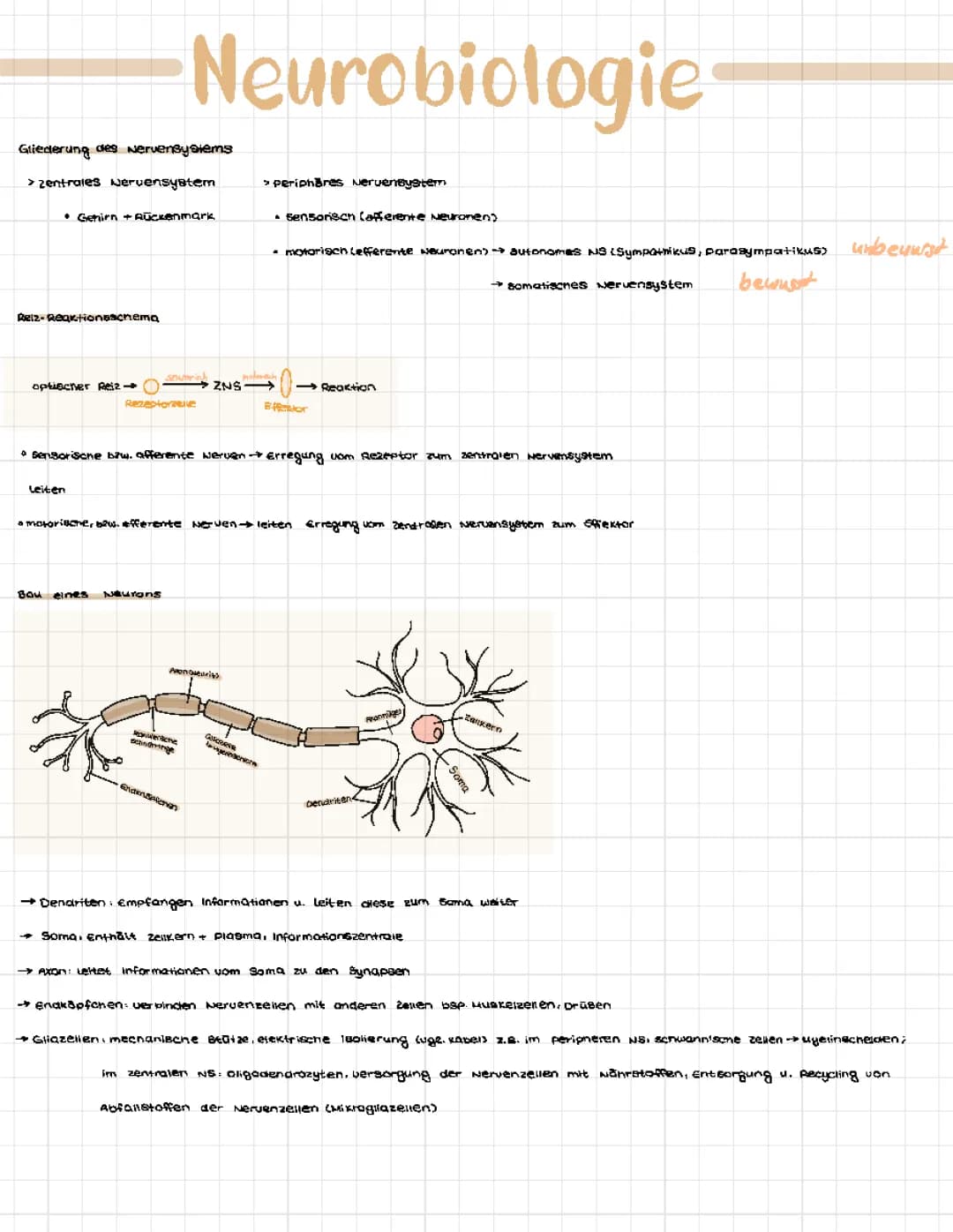 Neurologie 
