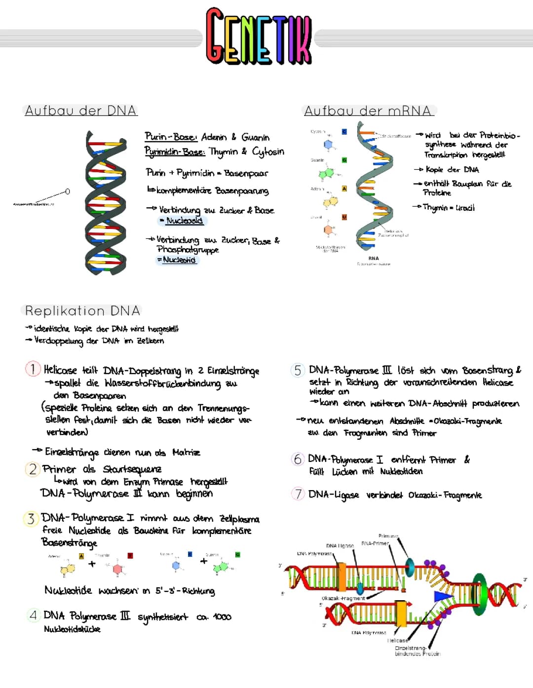 Genetik-Biologie Grundkurs
