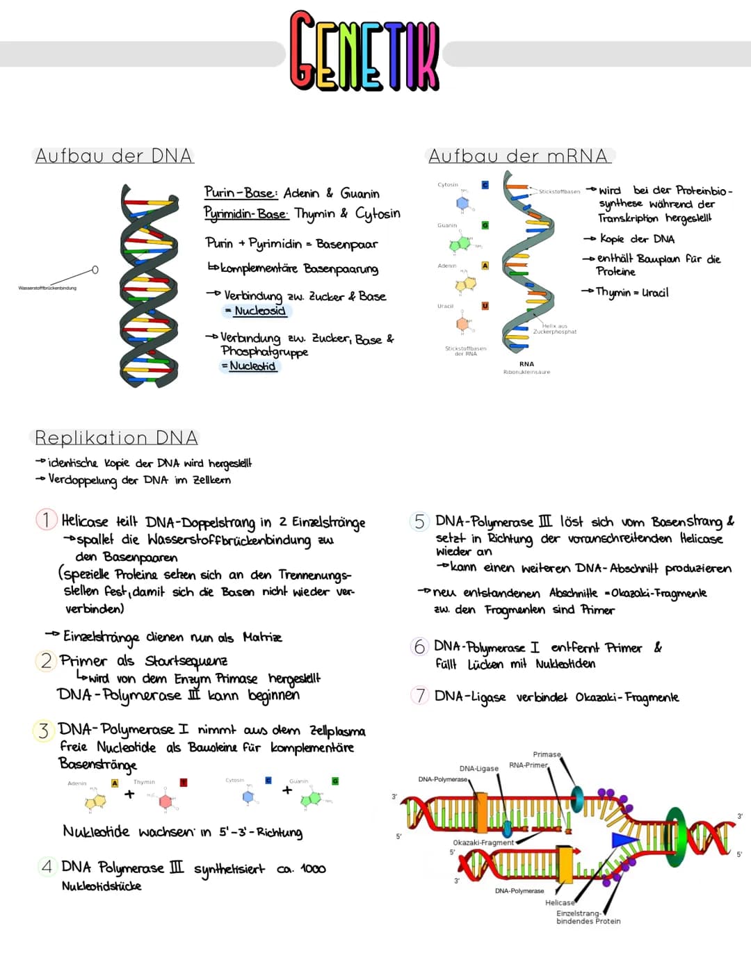 Aufbau der DNA
Wasserstoffbrückenbindung
10000
Adenin
Purin-Base: Adenin & Guanin
Pyrimidin-Base: Thymin & Cytosin
Replikation DNA
→identisc