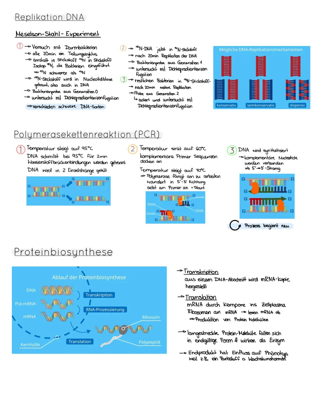 Aufbau der DNA
Wasserstoffbrückenbindung
10000
Adenin
Purin-Base: Adenin & Guanin
Pyrimidin-Base: Thymin & Cytosin
Replikation DNA
→identisc