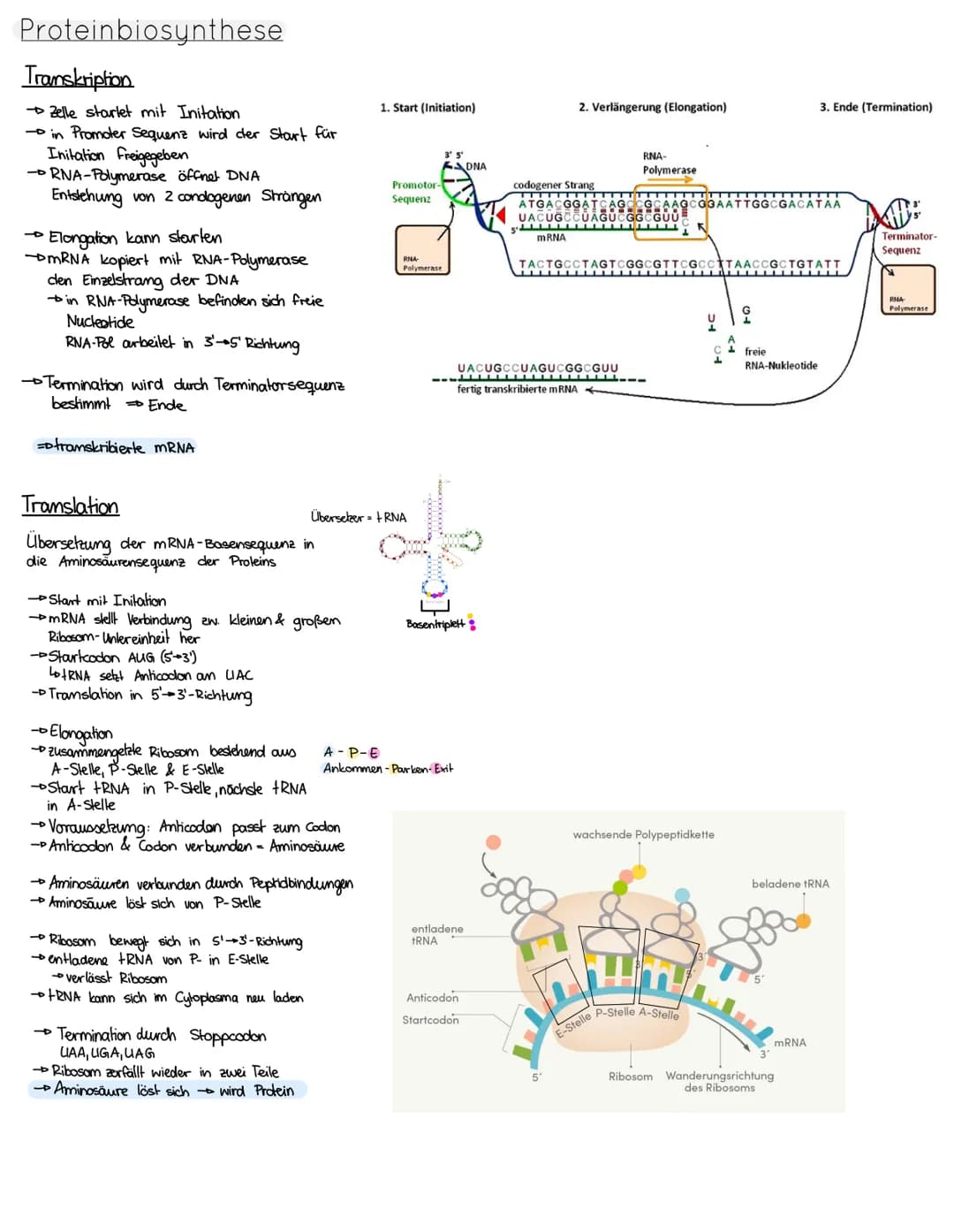 Aufbau der DNA
Wasserstoffbrückenbindung
10000
Adenin
Purin-Base: Adenin & Guanin
Pyrimidin-Base: Thymin & Cytosin
Replikation DNA
→identisc