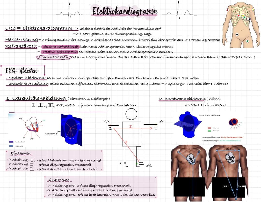 EKG, EKG- Diagnostik 