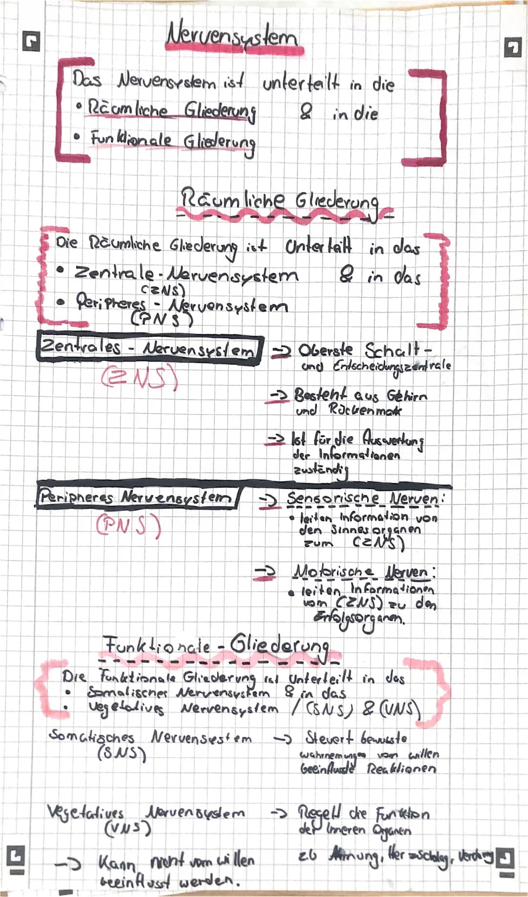 Das Nervensystem/