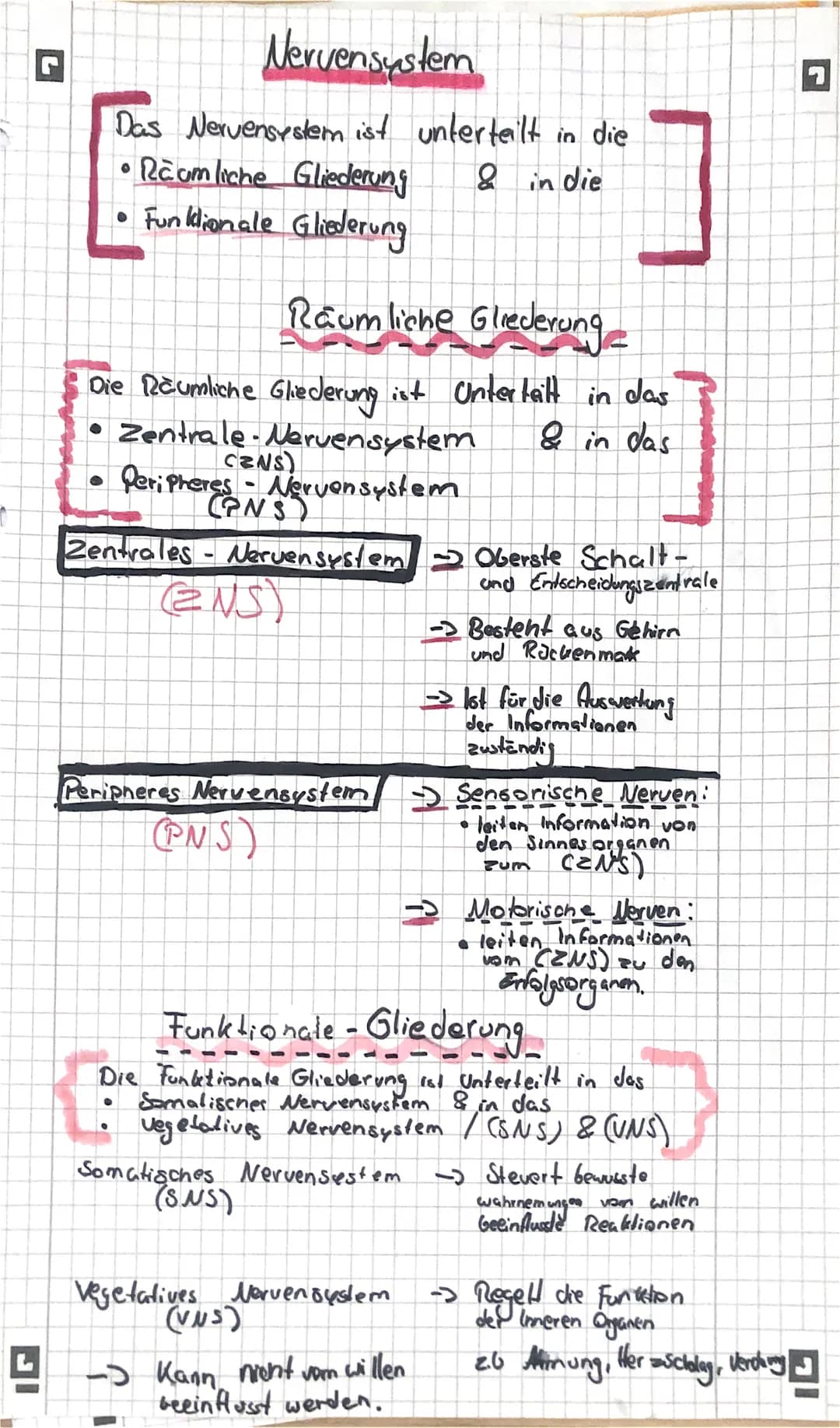 Nervensystem
Das Nervensystem ist unterteilt in die
• Räumliche Gliederung & in die
Funktionale Gliederung
Raumliche Gliederung
Die Räumlich