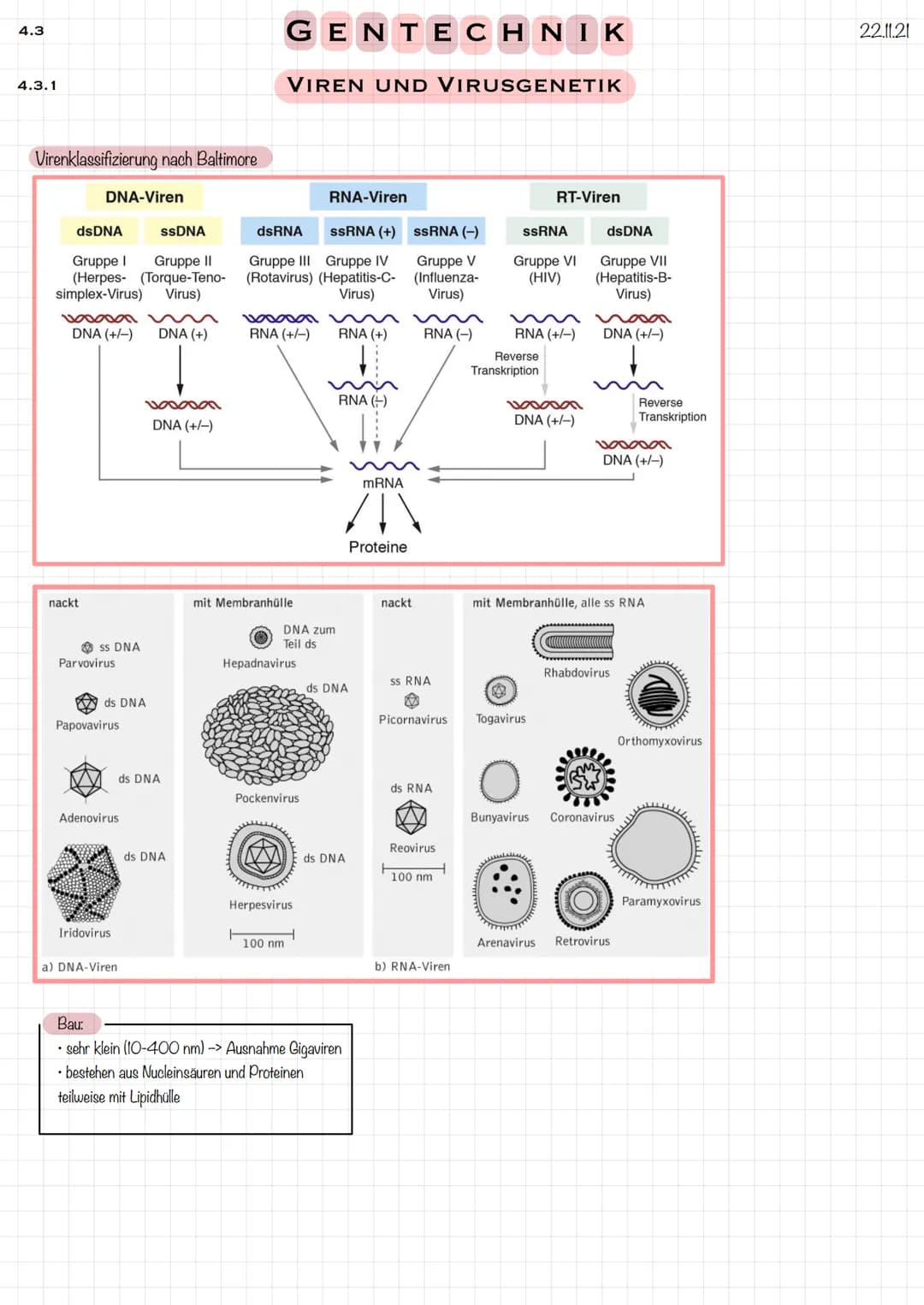 4.3
4.3.1
Virenklassifizierung nach Baltimore
DNA-Viren
dsDNA
Gruppe I Gruppe II
(Herpes- (Torque-Teno-
simplex-Virus) Virus)
wooooon
DNA (+