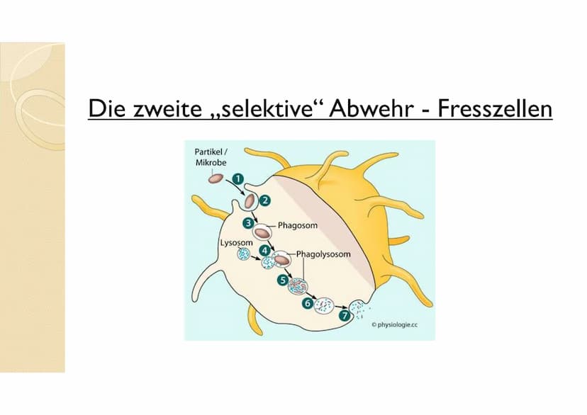 Immunsystem II
Sek.ll Arbeitsblatt 2
Erklärung
Benennung
beteiligte Zellen
bzw. Strukturen
Erklärung
Überblick über das Abwehrsystem:
Vervol