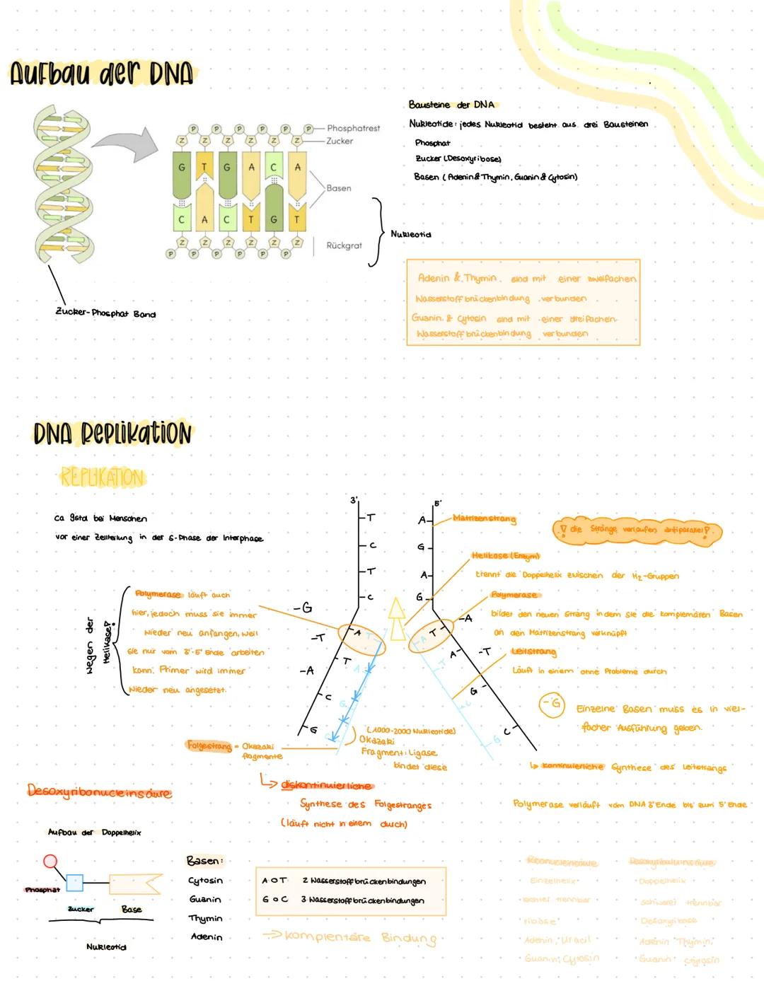Aufbau der DNA
DOOL
Zucker-Phosphat Bond
DNA Replikation
REPUIKATION
wegen der
Helikase?
Desoxyribonucleins dure
Phosphat
Aufbau der Doppelh