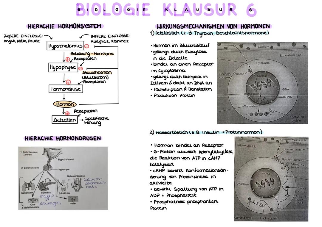 Hormonsystem & Evolution