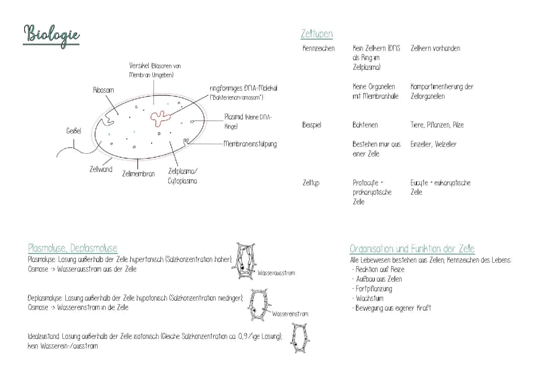 Zellbiologie, Biokatalysatoren, Enzyme, Kohlestoffkreislauf 
