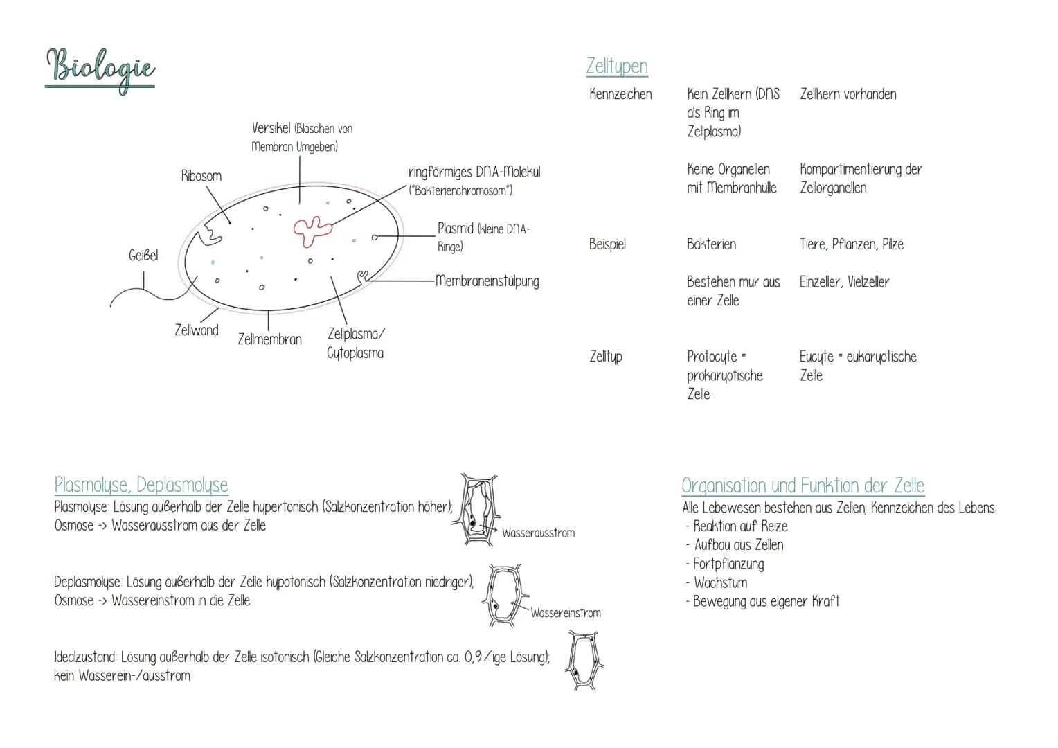Biologie
Geißel
Ribosom
Zellwand
Versikel (Bläschen von
Membran Umgeben)
Zellmembran Zellplasma/
Cytoplasma
ringförmiges DNA-molekül
("Bakte