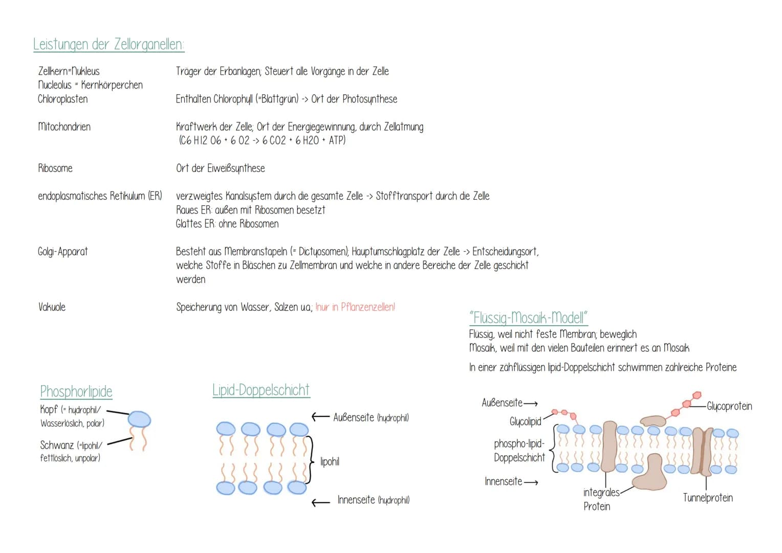 Biologie
Geißel
Ribosom
Zellwand
Versikel (Bläschen von
Membran Umgeben)
Zellmembran Zellplasma/
Cytoplasma
ringförmiges DNA-molekül
("Bakte