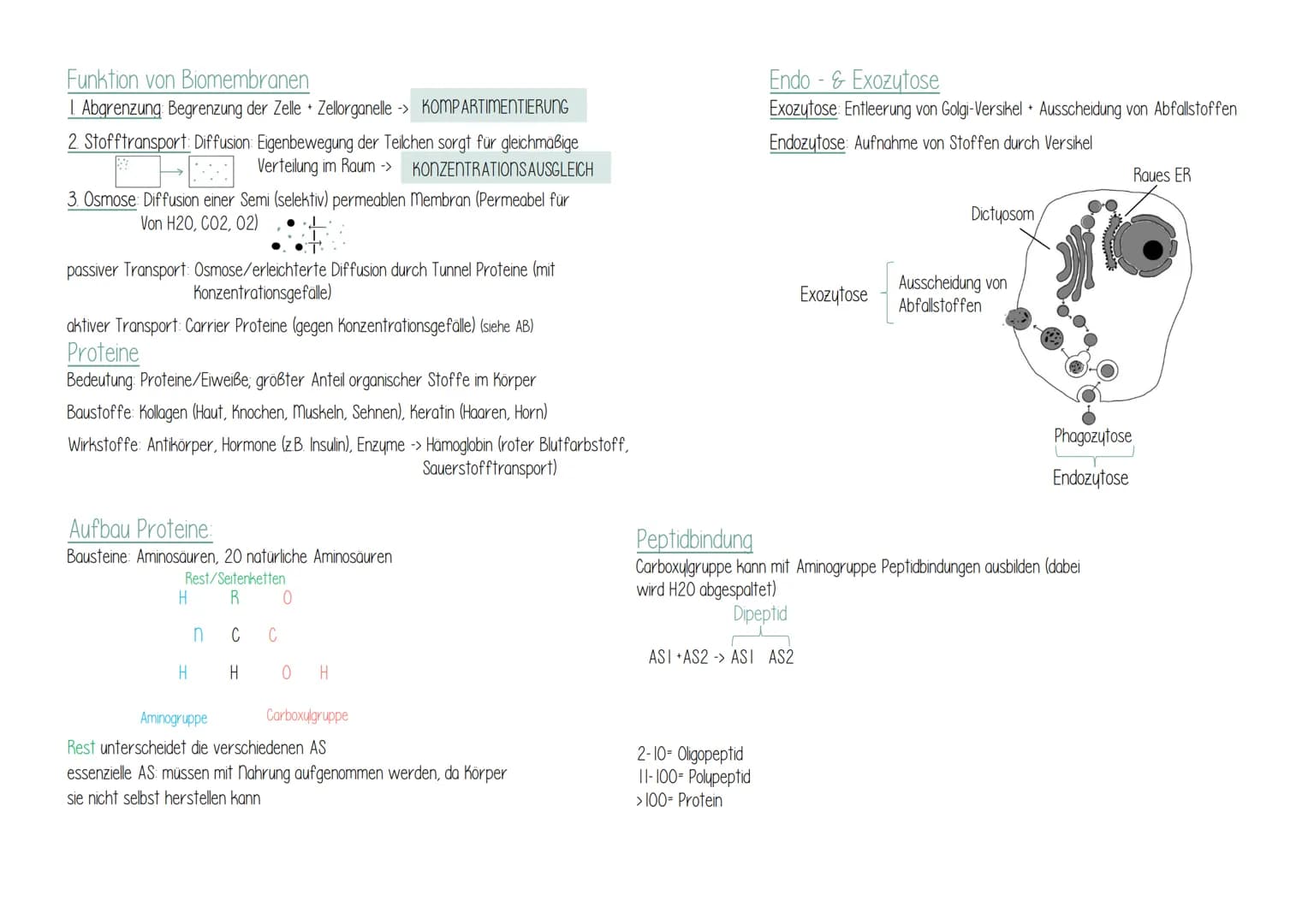 Biologie
Geißel
Ribosom
Zellwand
Versikel (Bläschen von
Membran Umgeben)
Zellmembran Zellplasma/
Cytoplasma
ringförmiges DNA-molekül
("Bakte