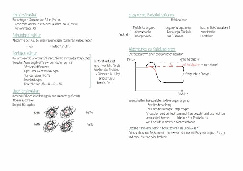 Biologie
Geißel
Ribosom
Zellwand
Versikel (Bläschen von
Membran Umgeben)
Zellmembran Zellplasma/
Cytoplasma
ringförmiges DNA-molekül
("Bakte