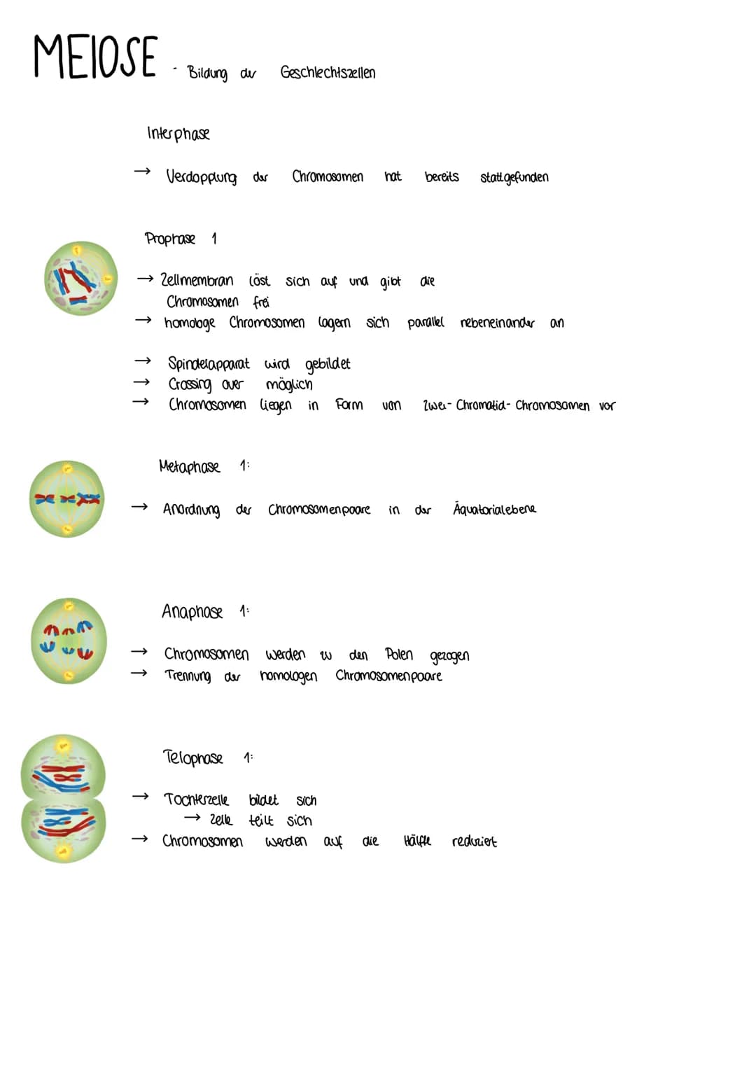 MEIOSE
XXXX
(1) D
Bildung de
Interphase
Verdopplung der Chromosomen hat bereits
Prophase 1
Geschlechtszellen
→ Zellmembran löst sich auf und