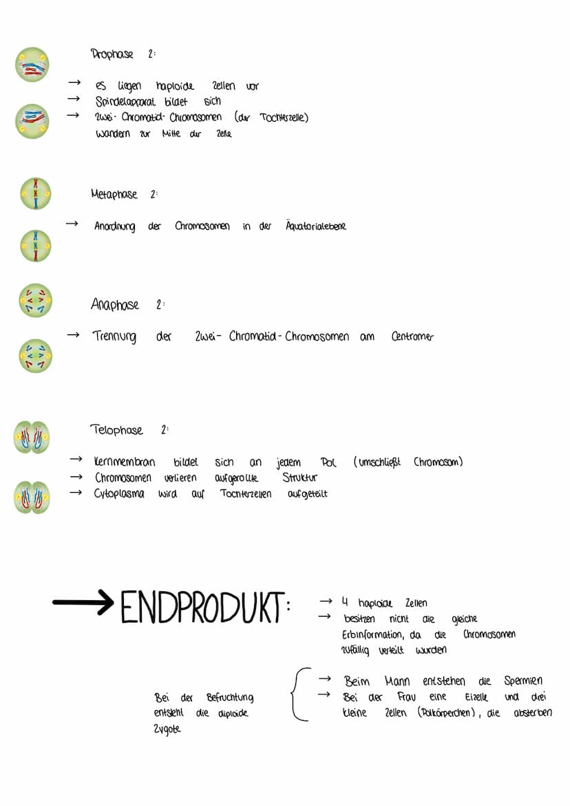 MEIOSE
XXXX
(1) D
Bildung de
Interphase
Verdopplung der Chromosomen hat bereits
Prophase 1
Geschlechtszellen
→ Zellmembran löst sich auf und
