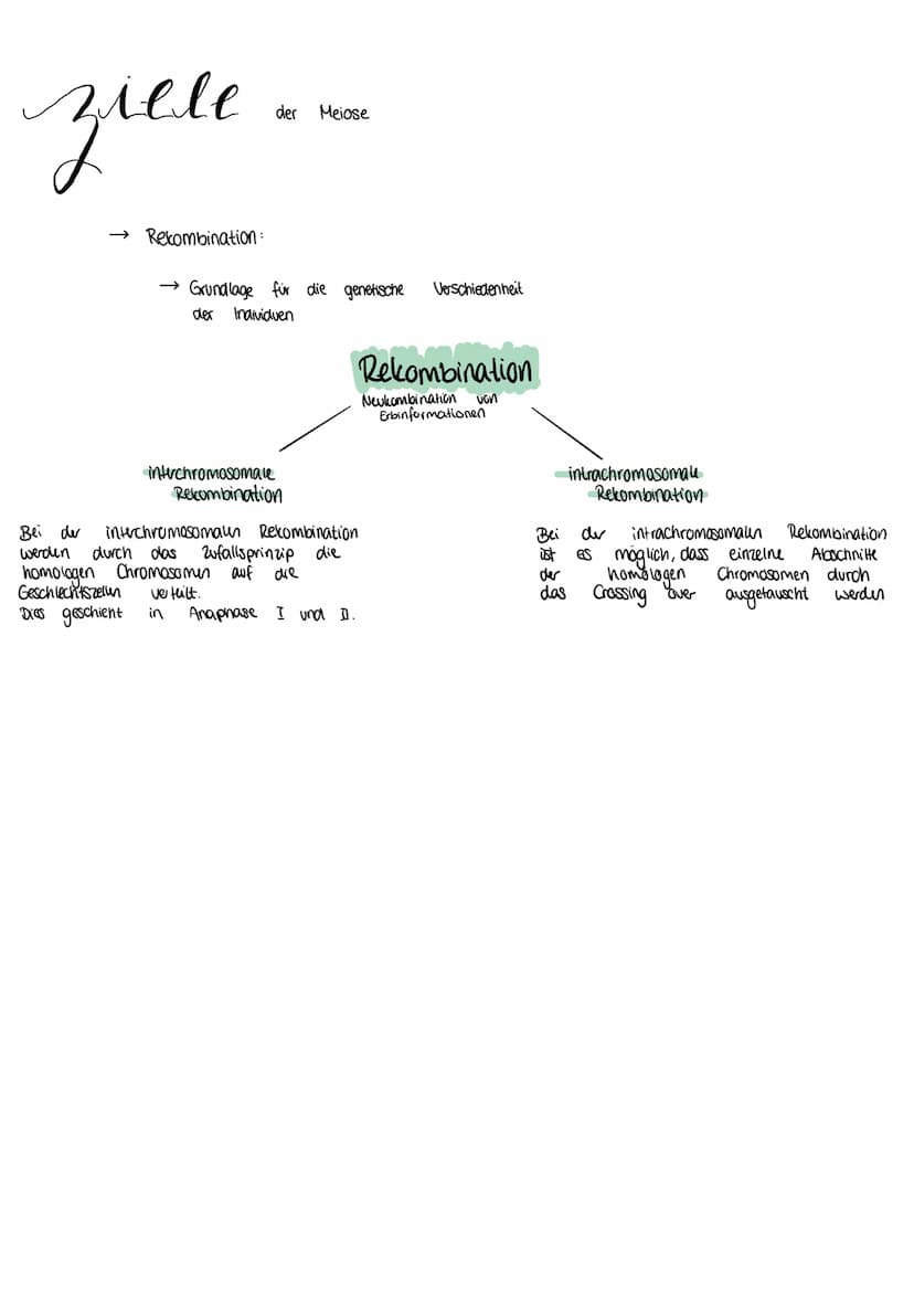 MEIOSE
XXXX
(1) D
Bildung de
Interphase
Verdopplung der Chromosomen hat bereits
Prophase 1
Geschlechtszellen
→ Zellmembran löst sich auf und