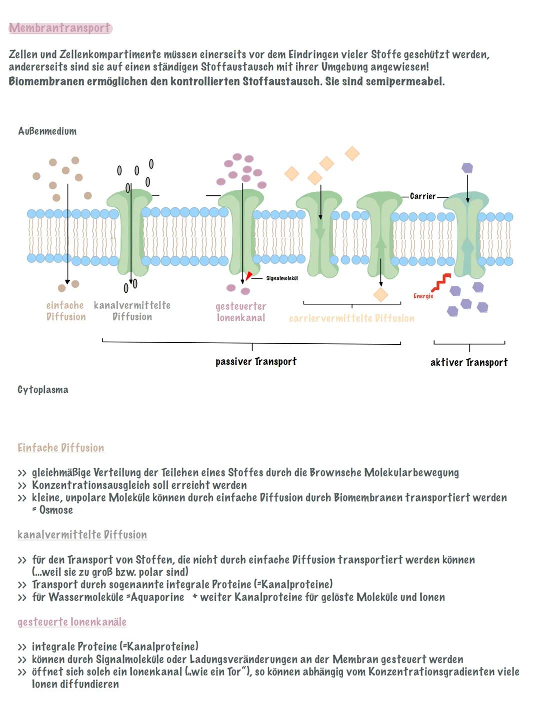 # Membrantransport

Zellen und Zellenkompartimente müssen einerseits vor dem Eindringen vieler Stoffe geschützt werden,
andererseits sind si
