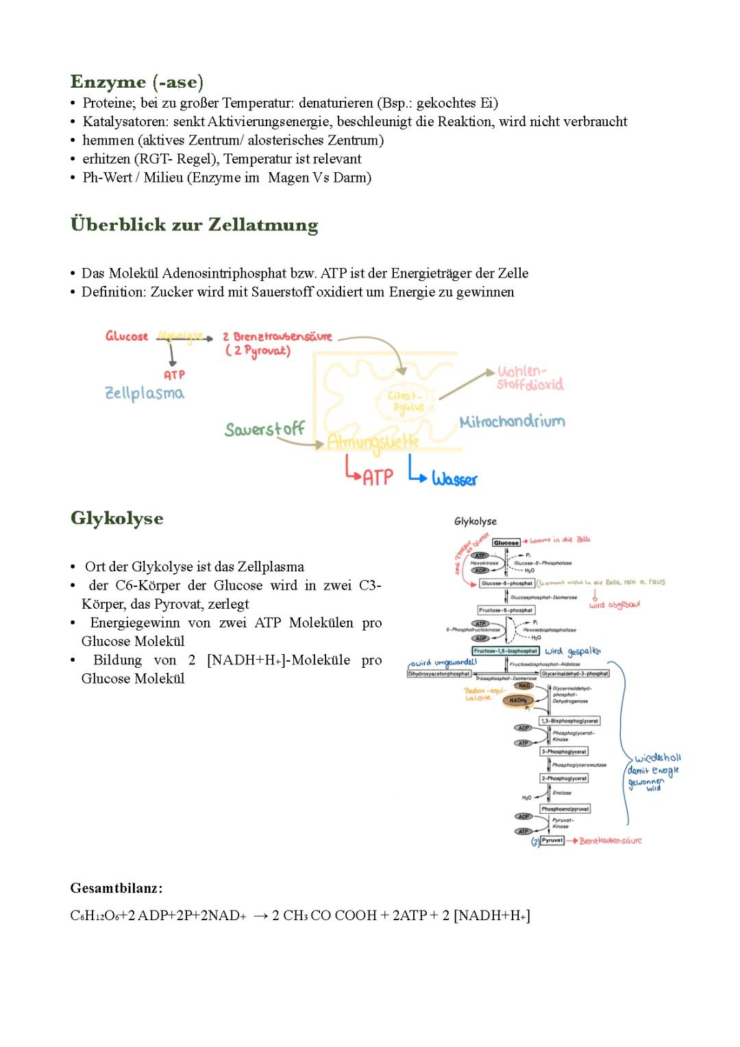 Zellatmung, Glykolyse, Citratcyklus, Atmungskette + Enzyme