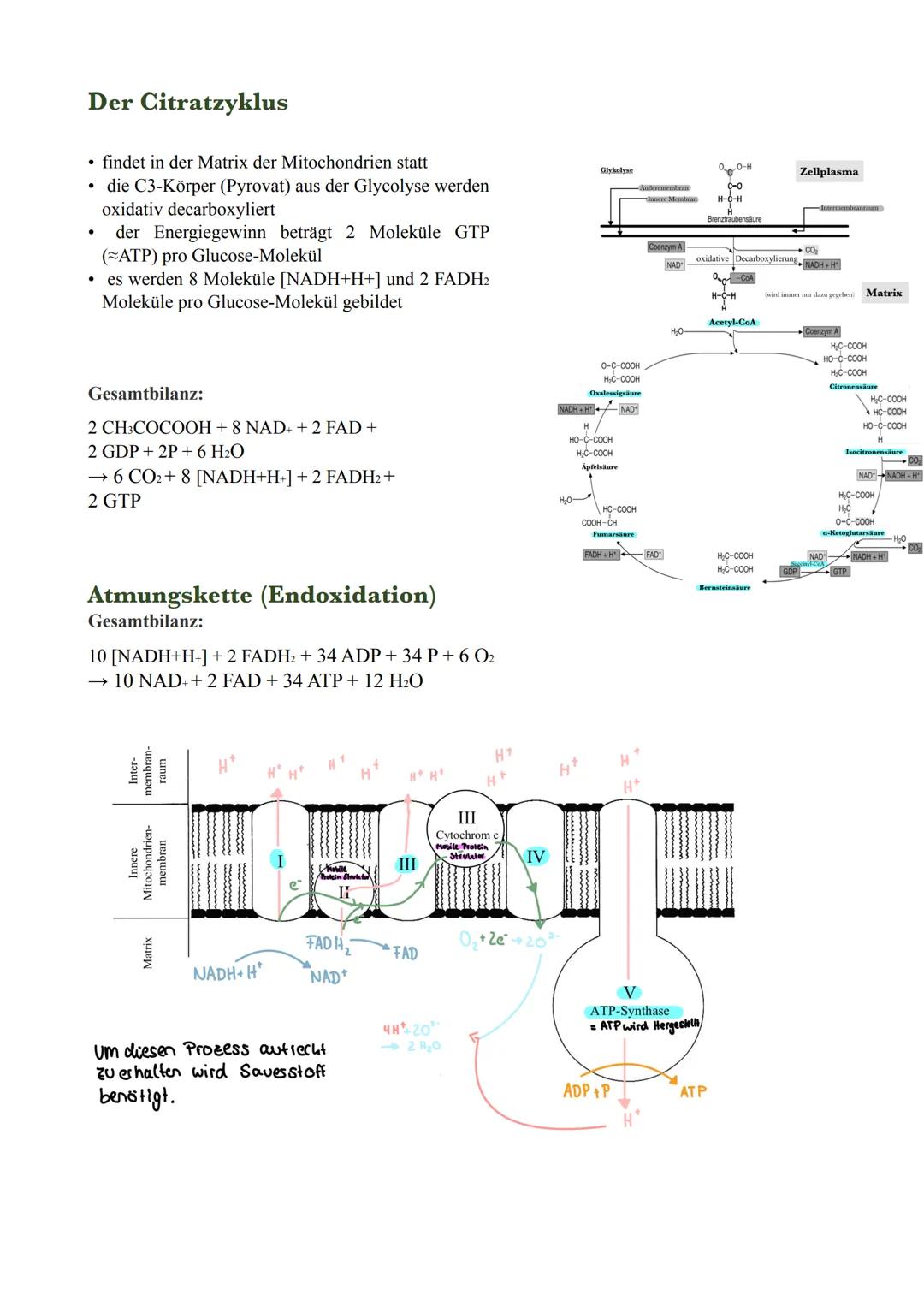 Enzyme (-ase)
Proteine; bei zu großer Temperatur: denaturieren (Bsp.: gekochtes Ei)
Katalysatoren: senkt Aktivierungsenergie, beschleunigt d