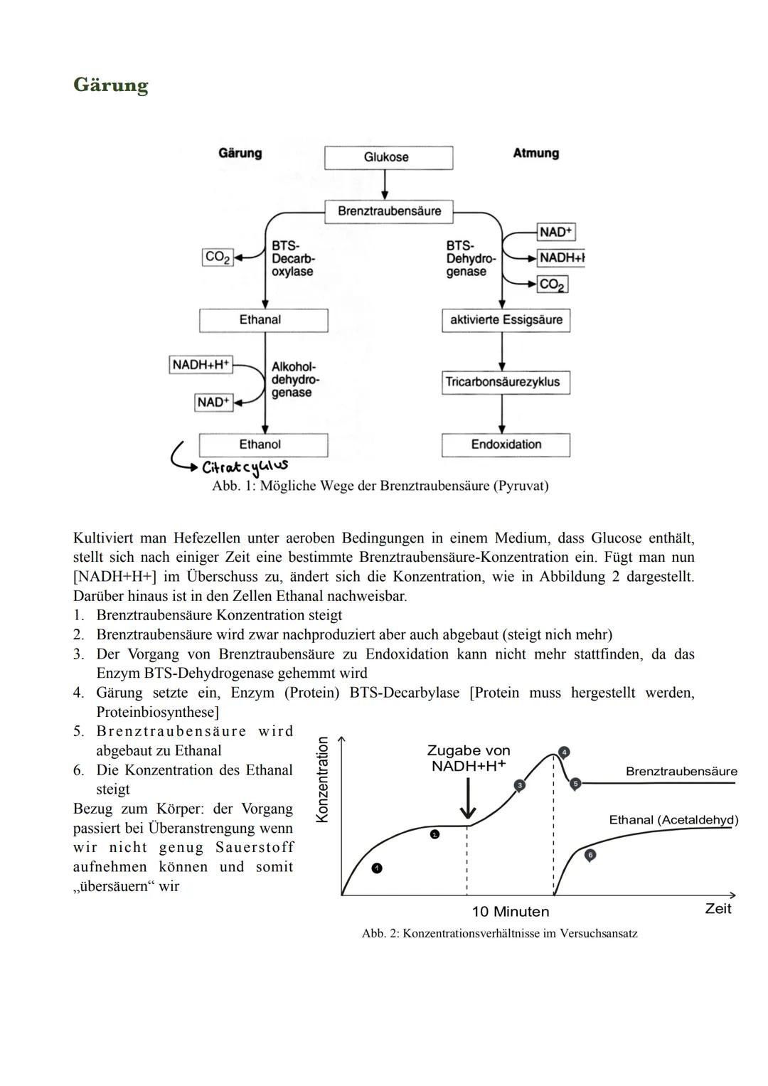 Enzyme (-ase)
Proteine; bei zu großer Temperatur: denaturieren (Bsp.: gekochtes Ei)
Katalysatoren: senkt Aktivierungsenergie, beschleunigt d