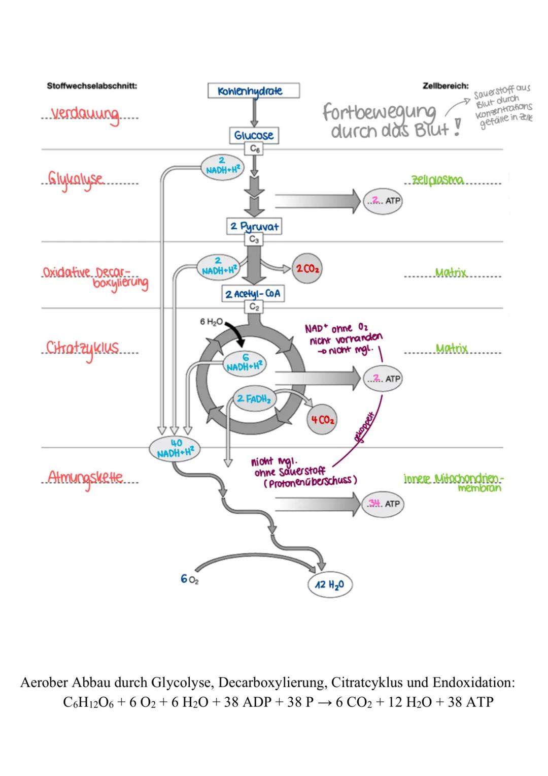 Enzyme (-ase)
Proteine; bei zu großer Temperatur: denaturieren (Bsp.: gekochtes Ei)
Katalysatoren: senkt Aktivierungsenergie, beschleunigt d