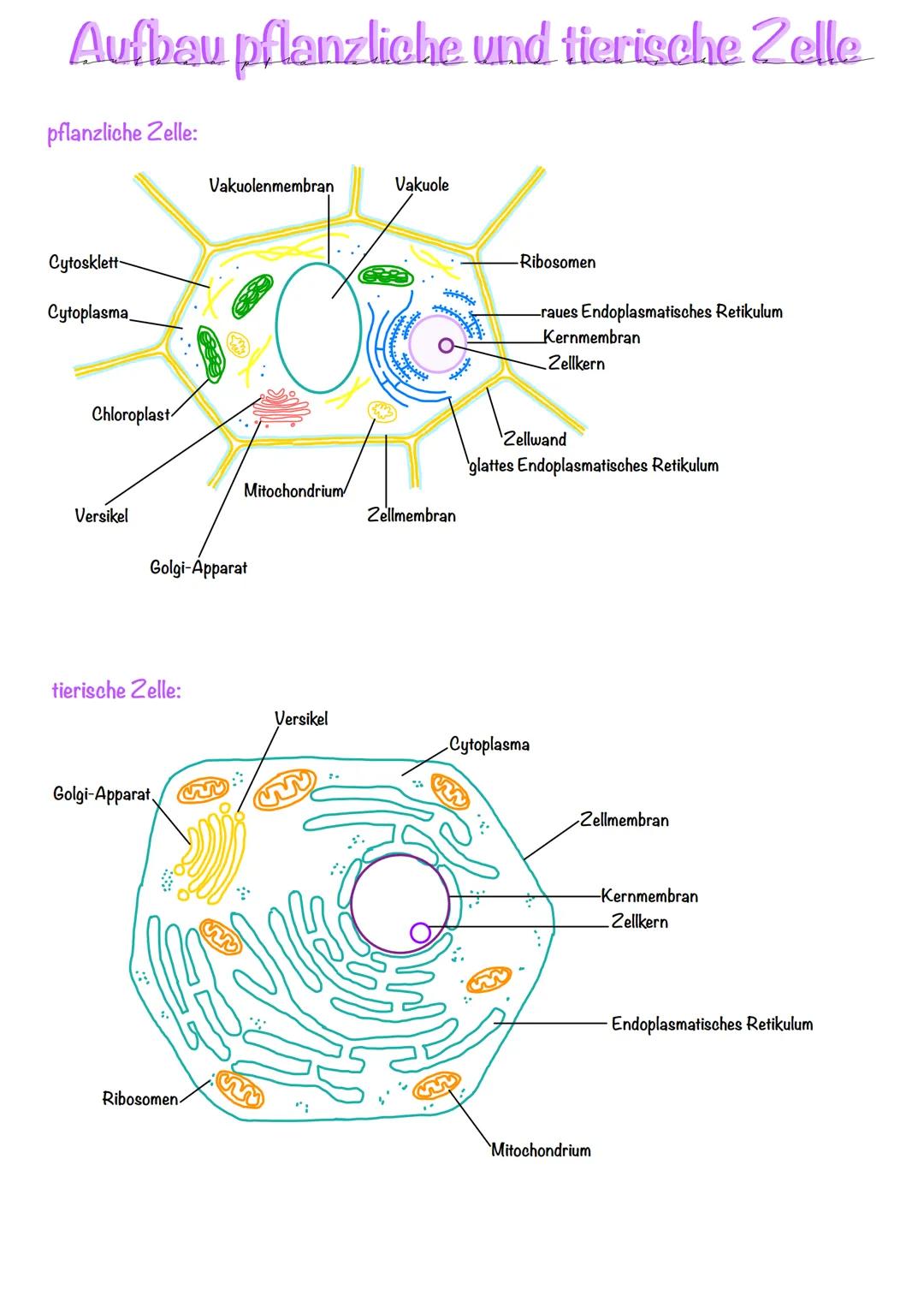 Aufbau pflanzliche und tierische Zelle
pflanzliche Zelle:
Cytosklett-
Cytoplasma_
Chloroplast
Versikel
tierische Zelle:
Golgi-Apparat
Golgi-