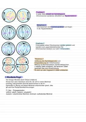 Know Zellteilung, DNA, Chromosomen  thumbnail