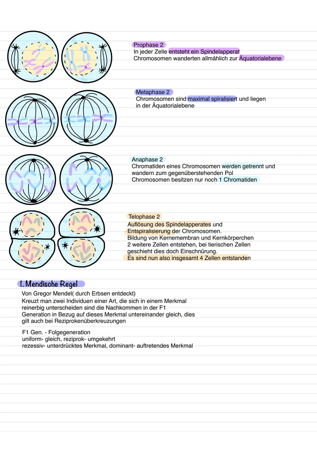 
<h2 id="derhaploidechromosomensatzbeikeimzellen">Der haploide Chromosomensatz bei Keimzellen</h2>
<p>Bei den Zellkernen der Keimzellen, wie