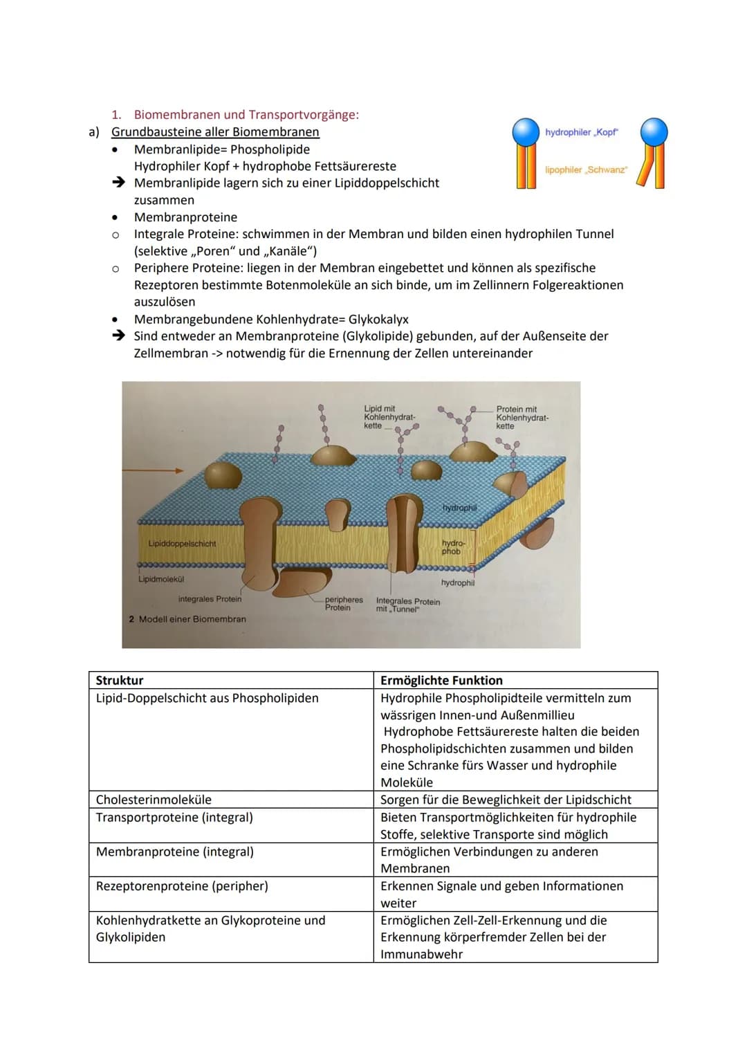 1. Biomembranen und Transportvorgänge:
a) Grundbausteine aller Biomembranen
● Membranlipide= Phospholipide
Hydrophiler Kopf + hydrophobe Fet