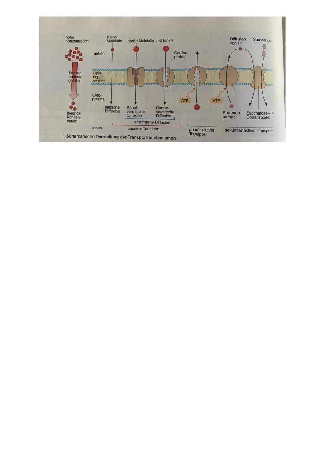 1. Biomembranen und Transportvorgänge:
a) Grundbausteine aller Biomembranen
● Membranlipide= Phospholipide
Hydrophiler Kopf + hydrophobe Fet