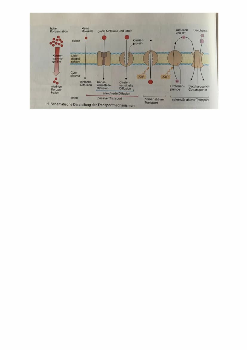 1. Biomembranen und Transportvorgänge:
a) Grundbausteine aller Biomembranen
● Membranlipide= Phospholipide
Hydrophiler Kopf + hydrophobe Fet