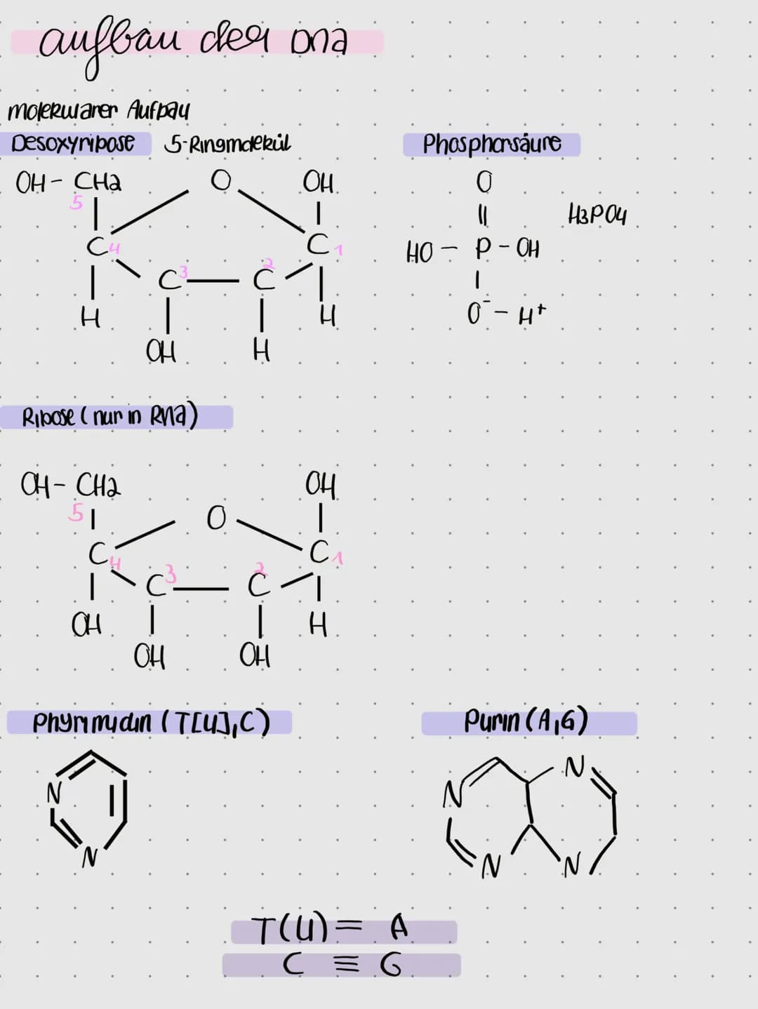 
<p>Die DNA besteht aus zwei langen Strängen, die eine Doppelhelix bilden. Jeder Strang besteht aus vielen kleinen Bausteinen, den sogenannt