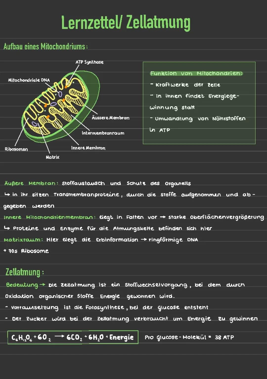 Mitochondrien Aufbau und Funktion: Zellatmung, Citratzyklus, Atmungskette einfach erklärt