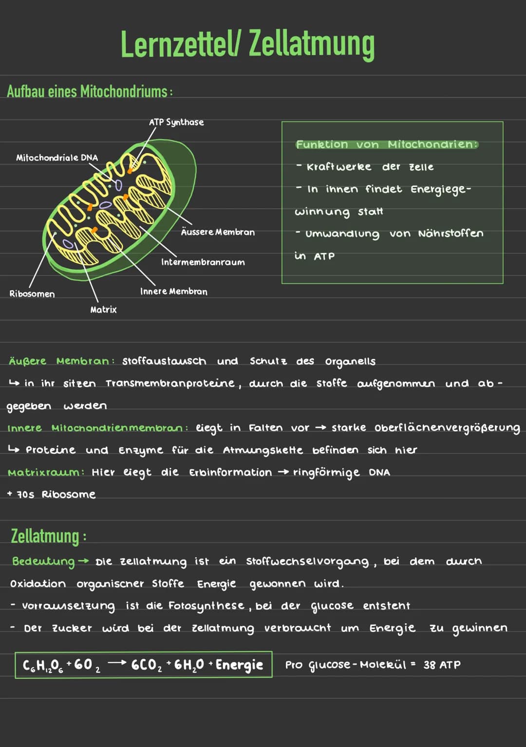 Aufbau eines Mitochondriums:
Mitochondriale DNA
Ribosomen
Lernzettel/ Zellatmung
មា
Matrix
Alaris
+70s Ribosome
ATP Synthase
wwwww
C6H₁₂O6 +