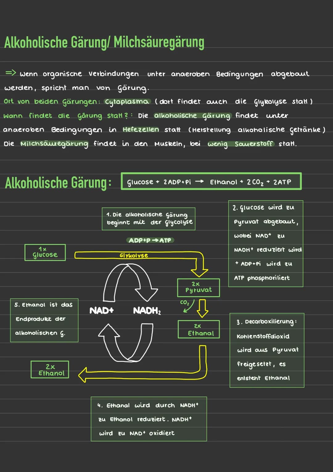 Aufbau eines Mitochondriums:
Mitochondriale DNA
Ribosomen
Lernzettel/ Zellatmung
មា
Matrix
Alaris
+70s Ribosome
ATP Synthase
wwwww
C6H₁₂O6 +