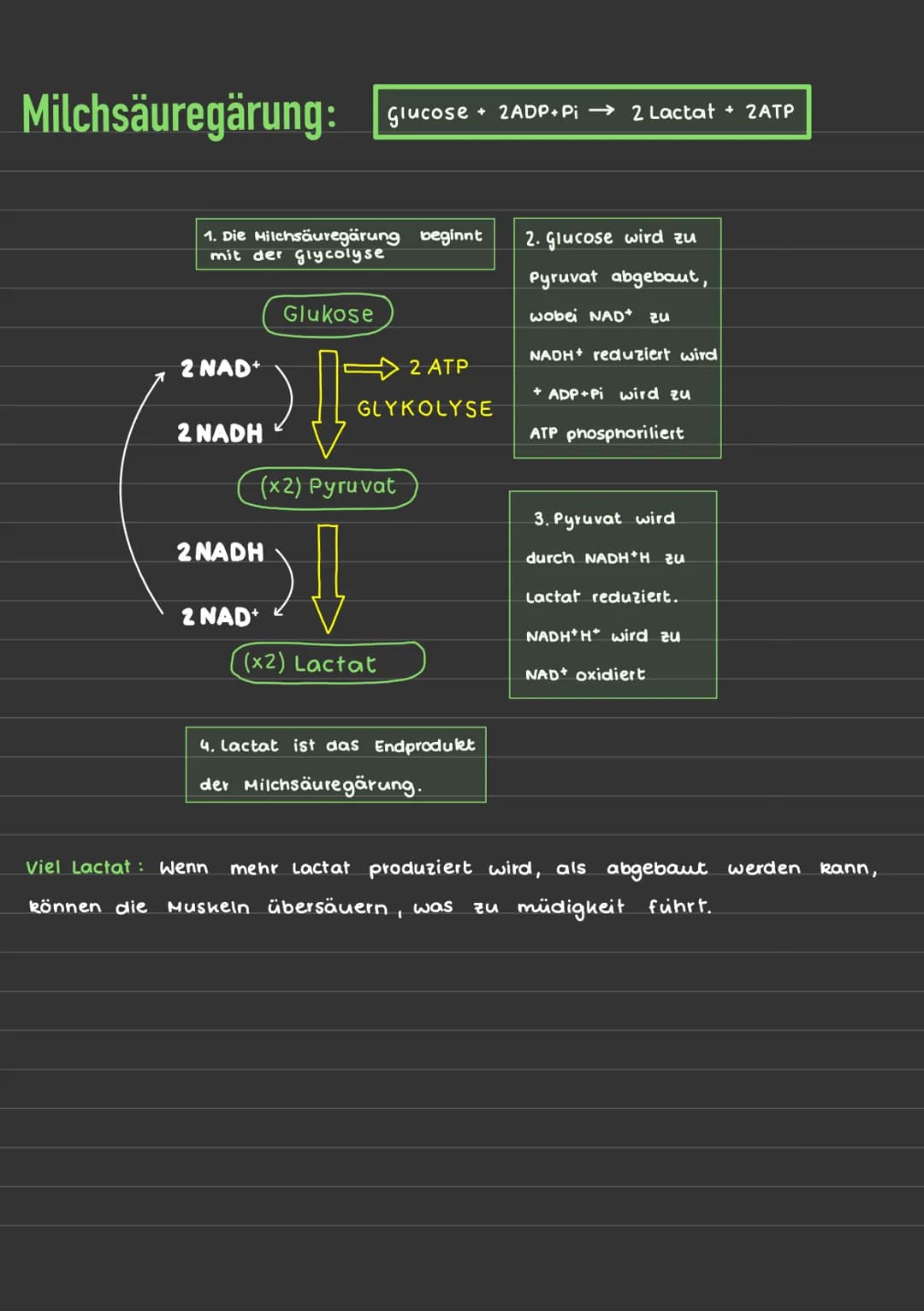 Aufbau eines Mitochondriums:
Mitochondriale DNA
Ribosomen
Lernzettel/ Zellatmung
មា
Matrix
Alaris
+70s Ribosome
ATP Synthase
wwwww
C6H₁₂O6 +