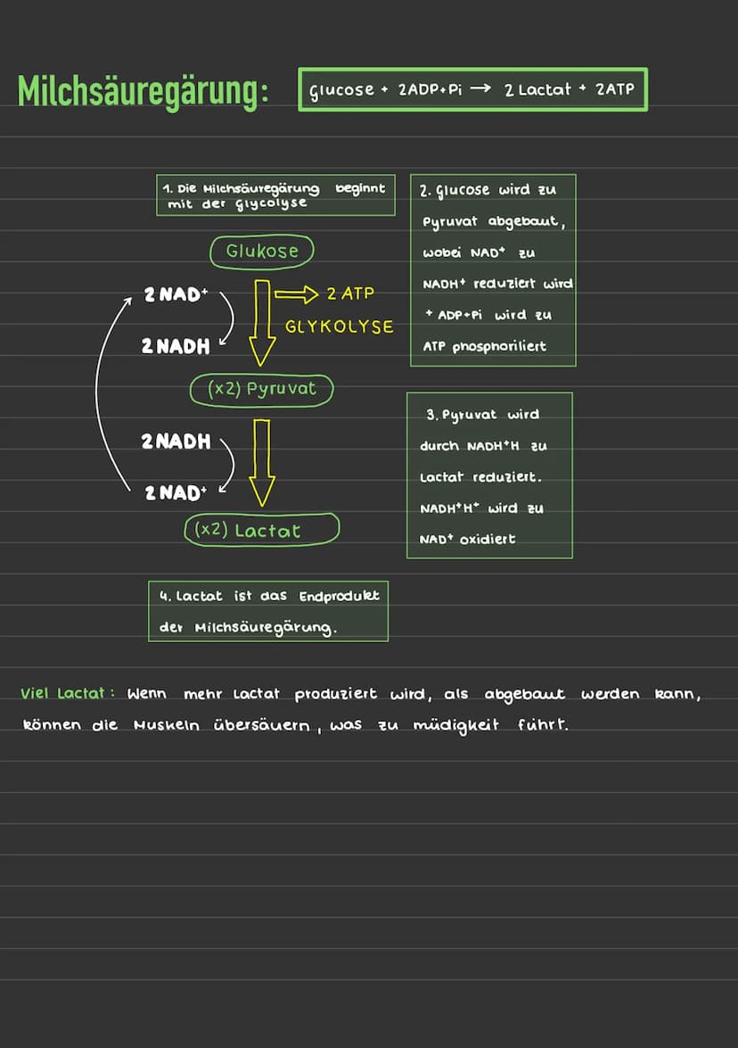 Aufbau eines Mitochondriums:
Mitochondriale DNA
Ribosomen
Lernzettel/ Zellatmung
មា
Matrix
Alaris
+70s Ribosome
ATP Synthase
wwwww
C6H₁₂O6 +