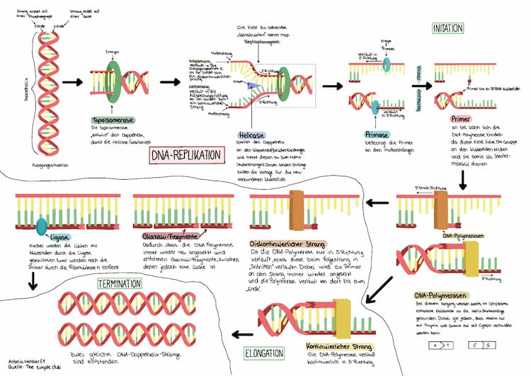 Know Fließschema DNA-Replikation thumbnail